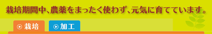 栽培期間中、農薬をまったく使わず、元気に育てています。（栽培）