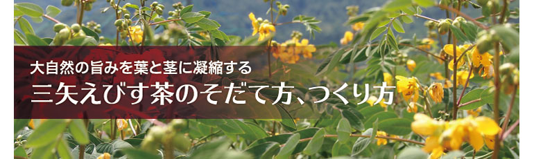 大自然の旨みを葉と茎に凝縮する　三矢えびす茶のそだて方、つくり方