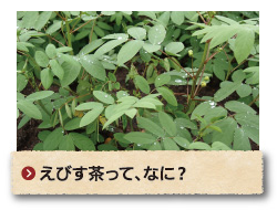 えびす茶って、なに？