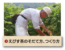 えびす茶のそだて方、つくり方